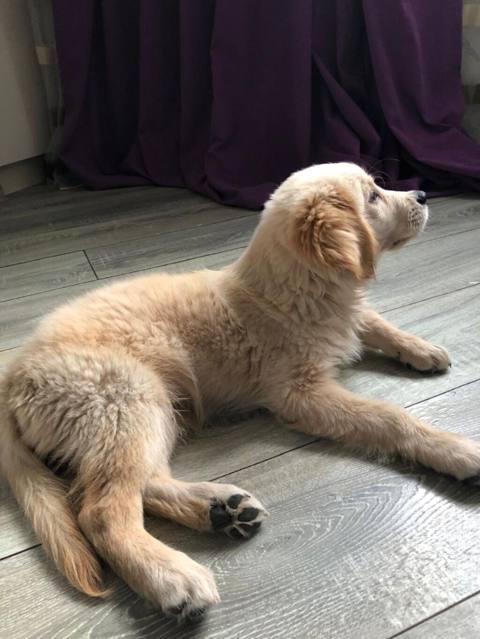 Labrador-retriver — 500 ₼ · Baku · Köpəklər Labrador-retriver — Baku