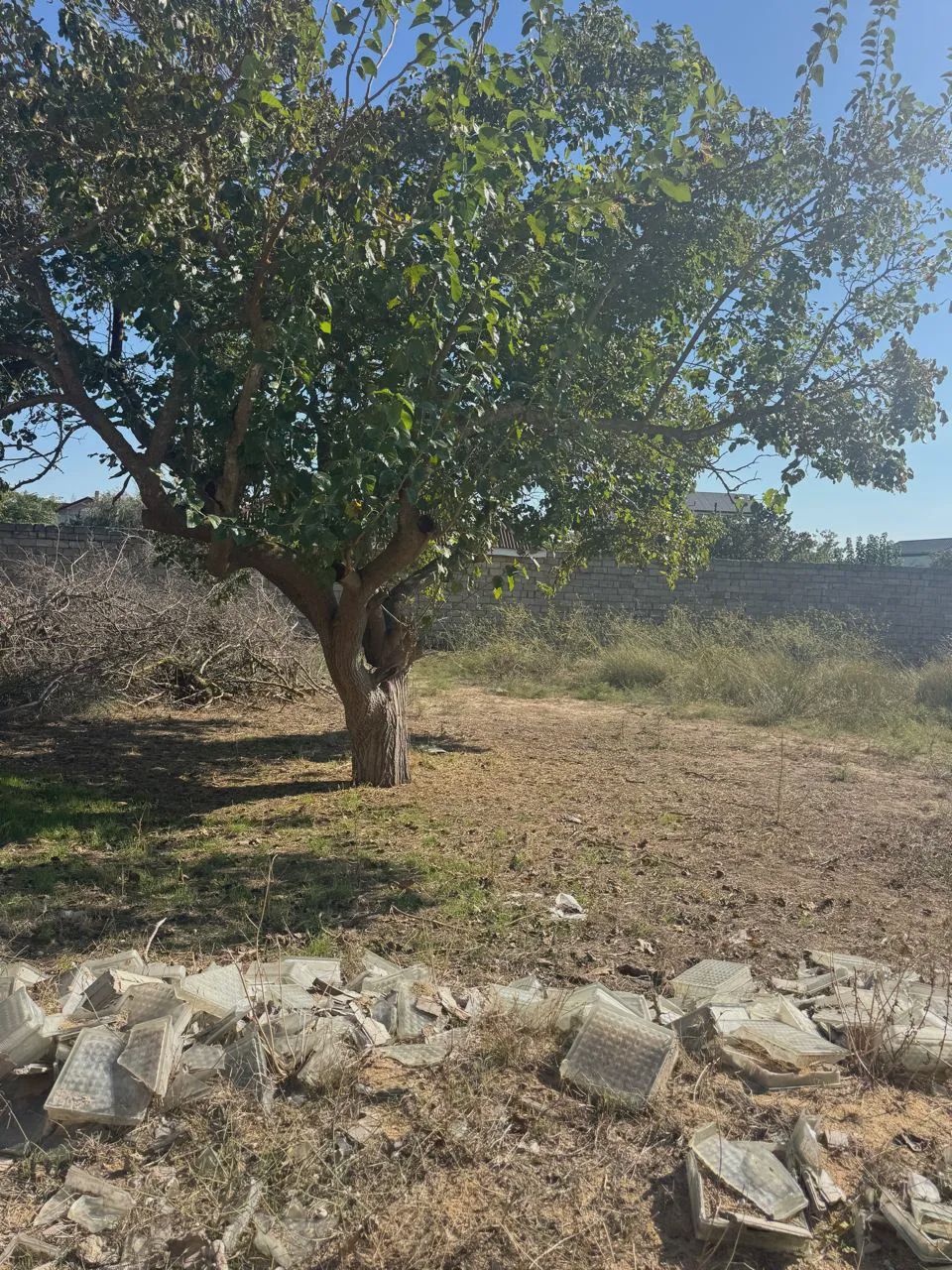 For sale: land, 12 sot — Torpaq, Bakı (8)