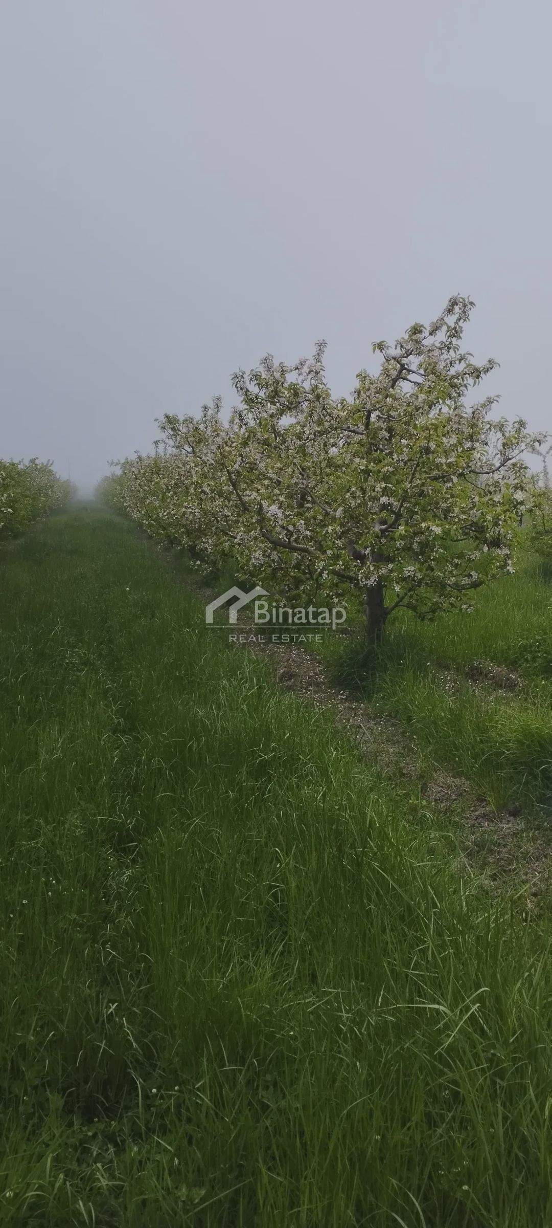For sale: real Estate, 11 500 m² — Daşınmaz əmlak, Bakı (4)