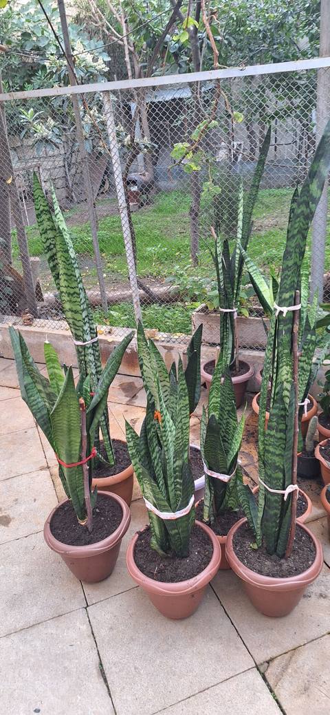 Sansevieria (Qayın dilı / Pələng quyruğu) – böyük ölçülü, qapalı və — Масазыр