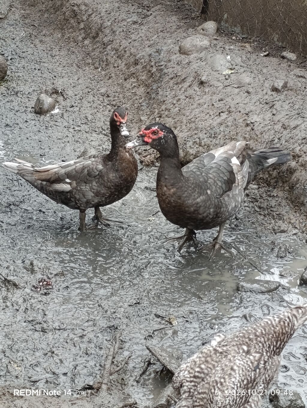 Erkək, Lal ördək, Damazlıq, Ödənişli çatdırılma — Digərləri, Ağstafa