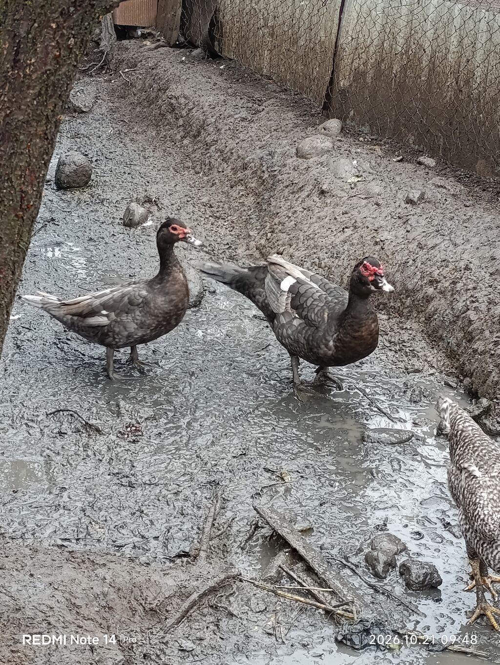 Erkək, Lal ördək, Damazlıq, Ödənişli çatdırılma — Digərləri, Ağstafa (3)