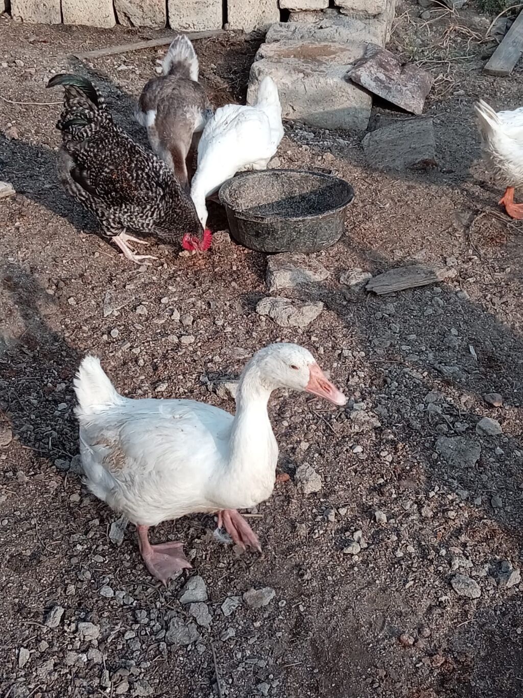 Erkək, Ətlik, Ünvandan götürmə — Digərləri, Bakı (4)
