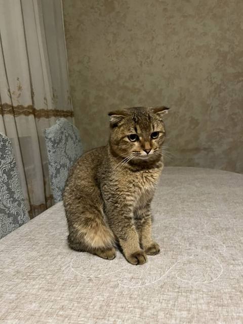 Şotland — 150 ₼ · Bakı · Pişiklər Şotland — Bakı