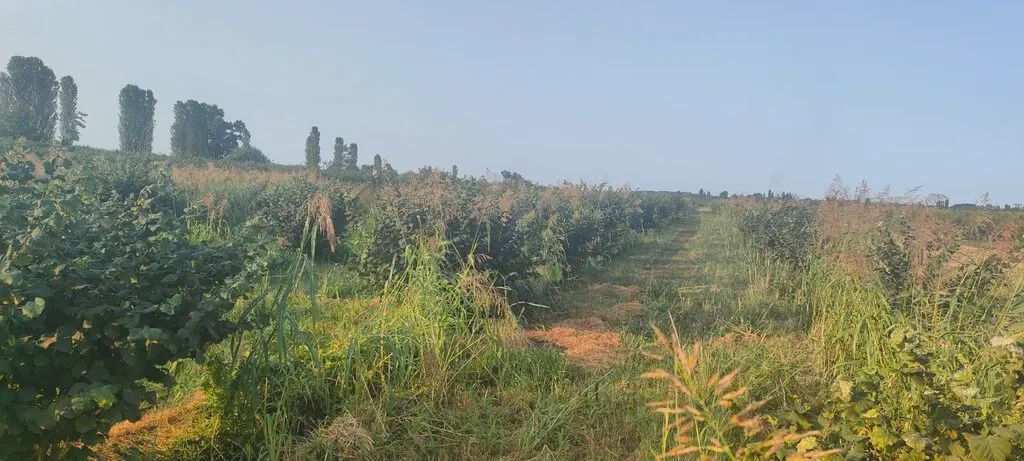 For sale: land, 96 sot — Torpaq, Xudat (2)