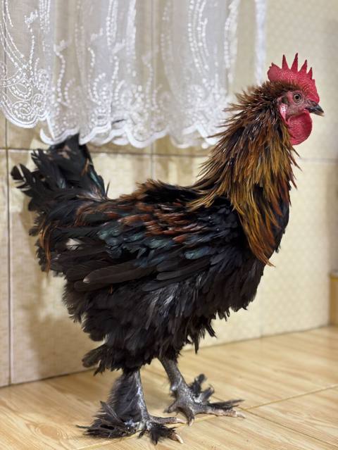 6 Aylıq xoruz teze banlayir, kirpi brama (tükü ters), qeyri adi — Baku