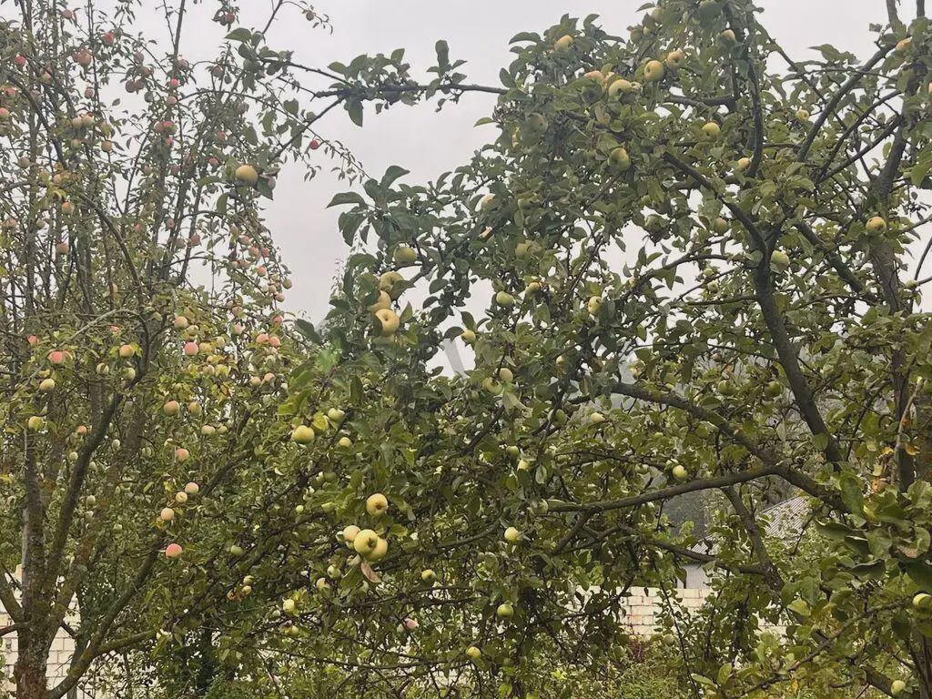Satılık arsa, 16.5 sot — Torpaq, Quba (7)
