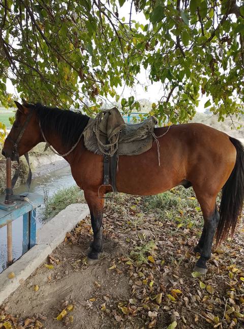 Erkək, il: >10 — Yevlakh