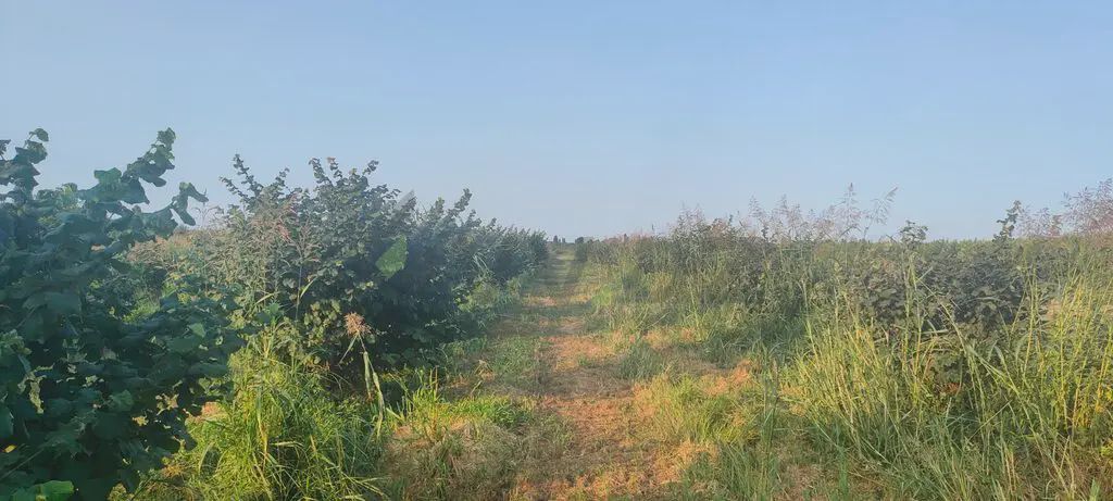 For sale: land, 96 sot — Torpaq, Xudat (4)