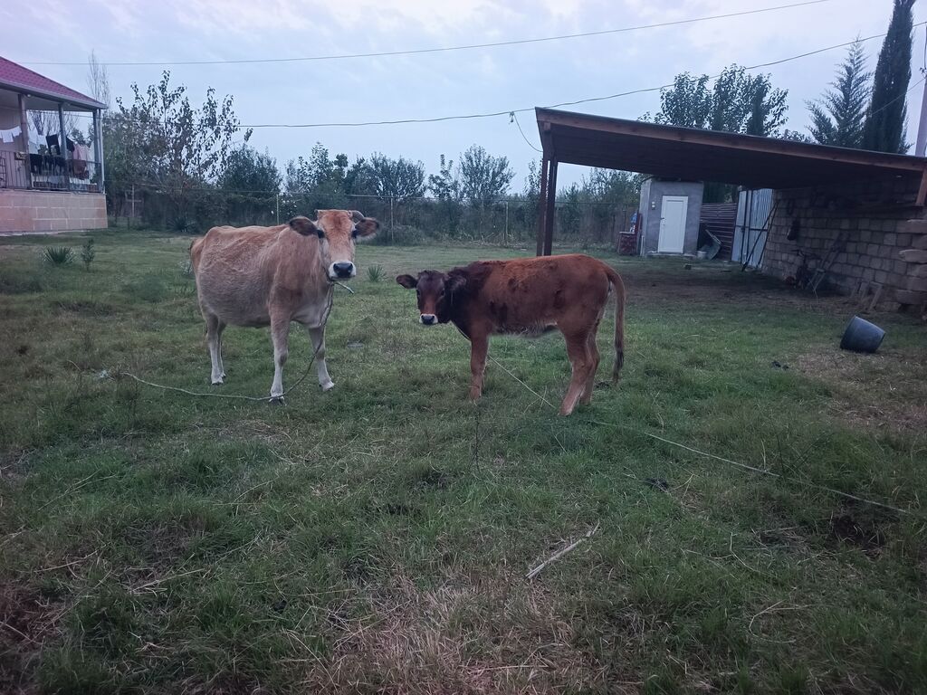 Dişi, il: 3, Südlük — Kənd təsərrüfatı heyvanları, Ucar (3)