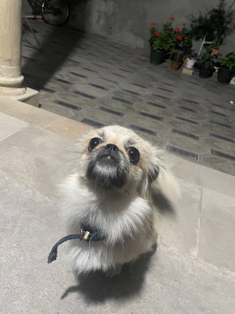 Pekines, 5 ay, Erkək, Ünvandan götürmə, Ödənişli çatdırılma — 150 ₼ · Bakı · Köpəklər Pekines, 5 ay, Erkək, Ünvandan götürmə, Ödənişli çatdırılma — Bakı
