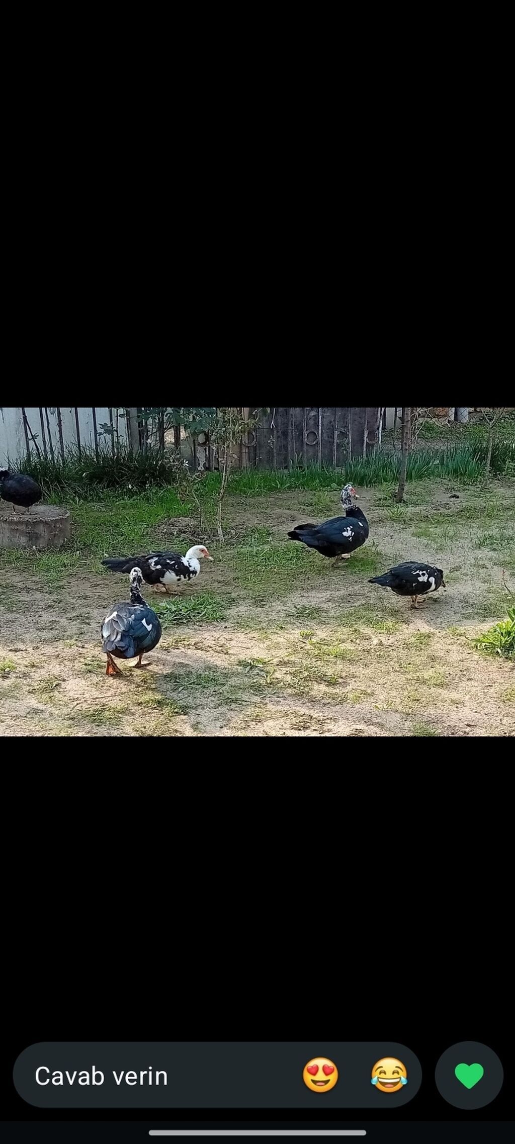 LAL Ördek Erkək etrafli dm — Digərləri, Bakı (2)