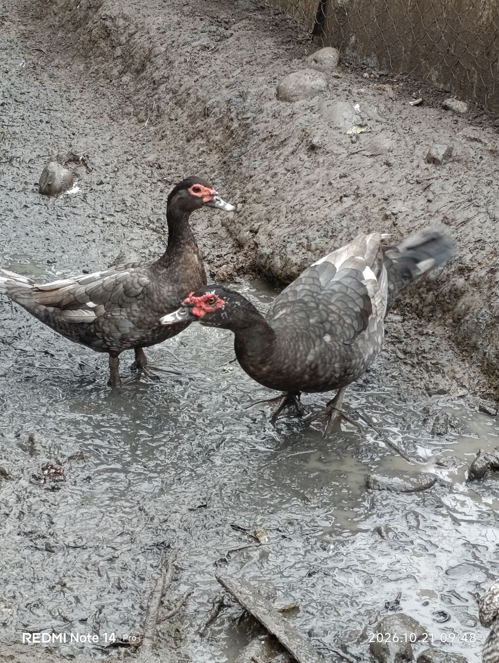 Erkək, Lal ördək, Damazlıq, Ödənişli çatdırılma — Digərləri, Ağstafa (2)