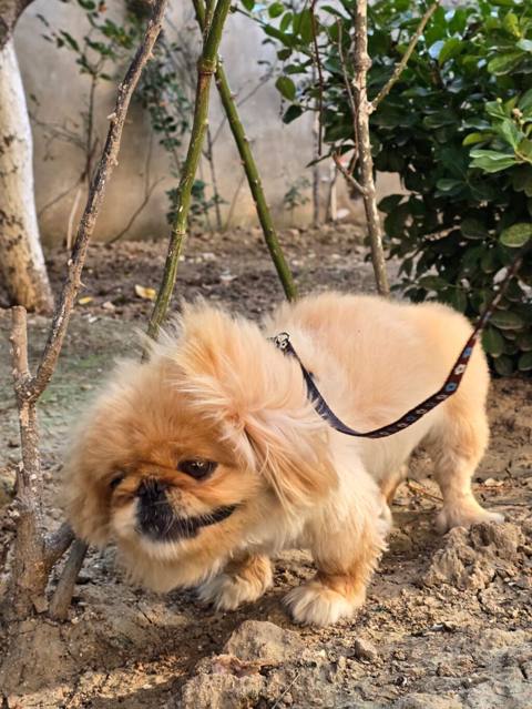 Pekines, 1 il, Dişi, Peyvəndli — Баку