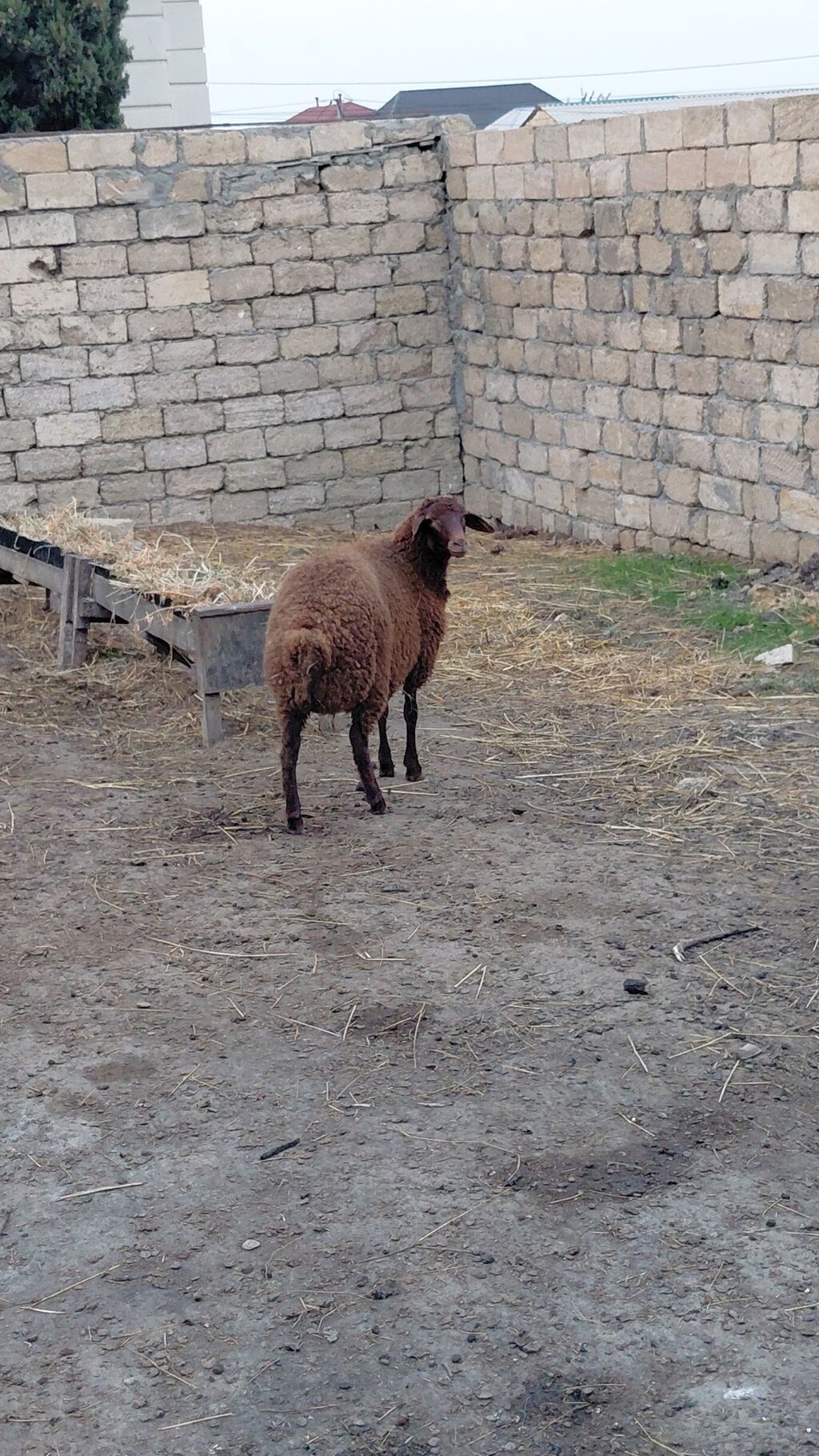 Erkək quzular satılır — Kənd təsərrüfatı heyvanları, Bakı (7)