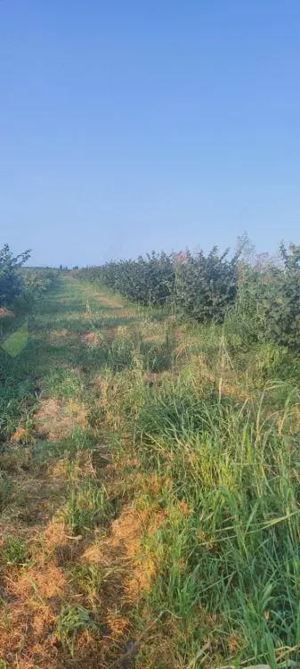 For sale: land, 96 sot — Torpaq, Xudat (3)