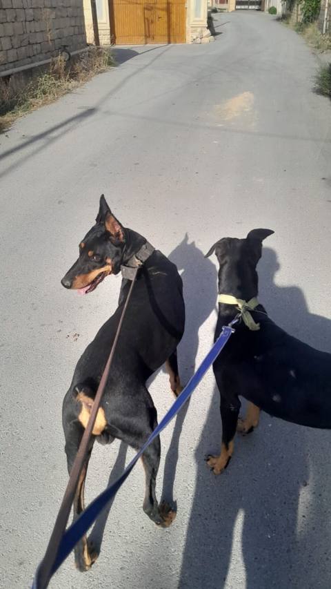 Doberman, 1 il, Peyvəndli, Ödənişli çatdırılma — 500 ₼ · Zərdab · Köpəklər Doberman, 1 il, Peyvəndli, Ödənişli çatdırılma — Zərdab