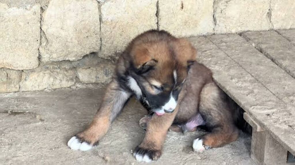 Qurdbasar, 1 ay — Köpəklər, Güzdək (2)