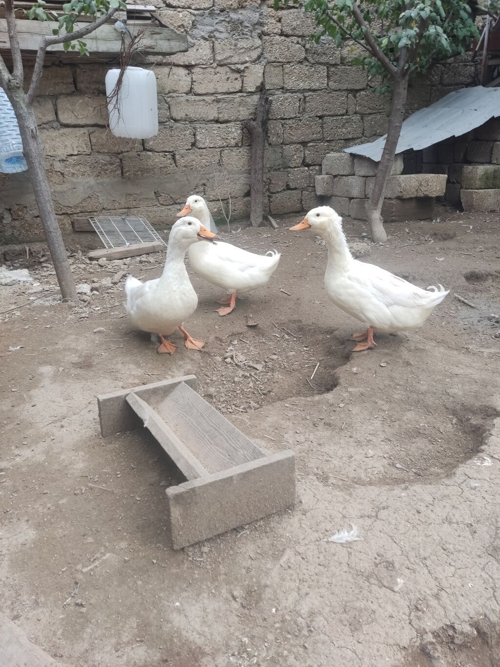 Erkək, Ətlik — Digərləri, Bakı (3)