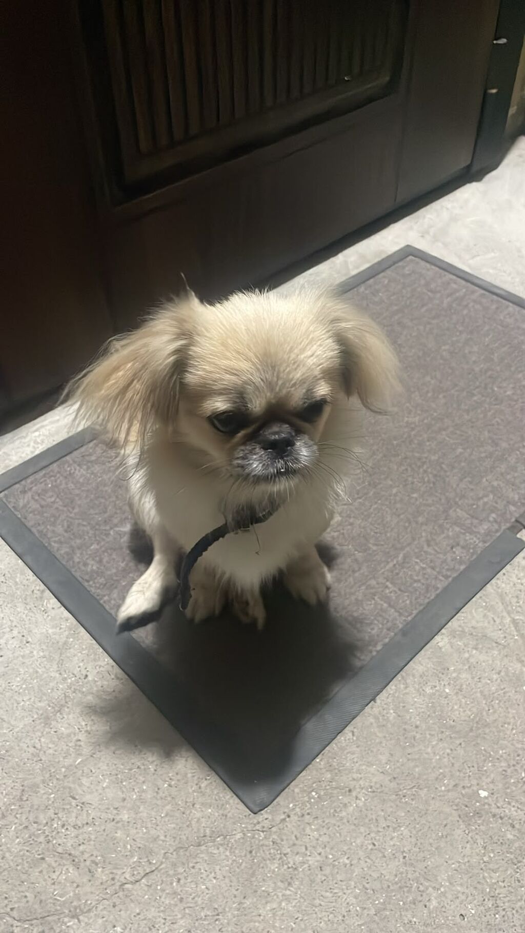 Pekines, 5 ay, Erkək, Ünvandan götürmə, Ödənişli çatdırılma — Köpəklər, Bakı (3)
