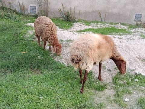 Dişi, Qala, il: 2, 60 kq, Damazlıq, Ünvandan götürmə — Баку