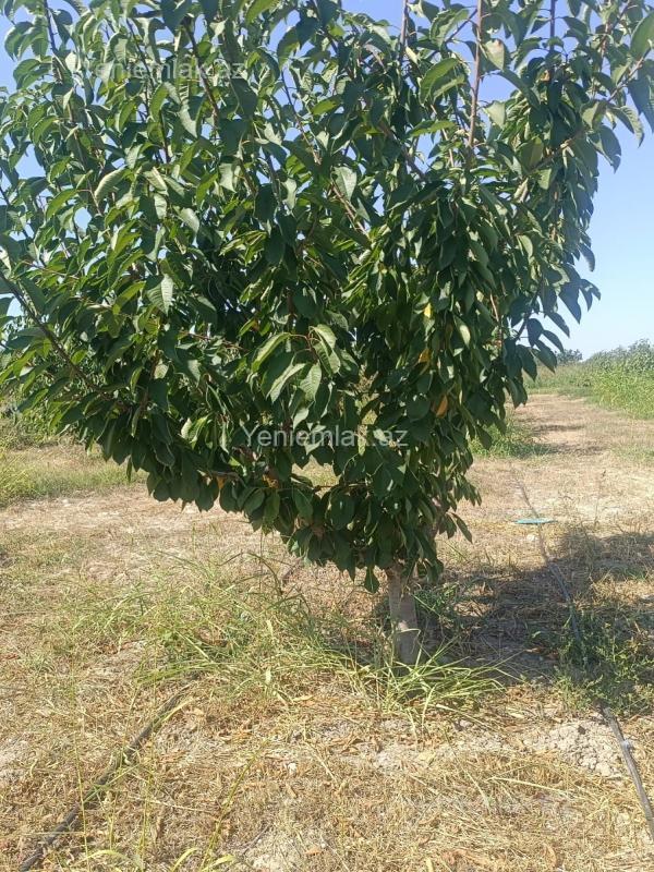 For sale: land, 436 sot — Torpaq, Quba (6)