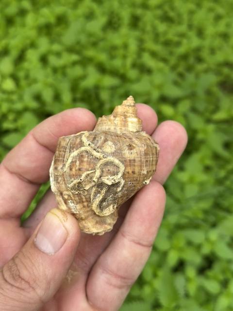 Dəniz ilbizinin təbii qəlpəyi (spiral konkx) - Material: təbii — Saray
