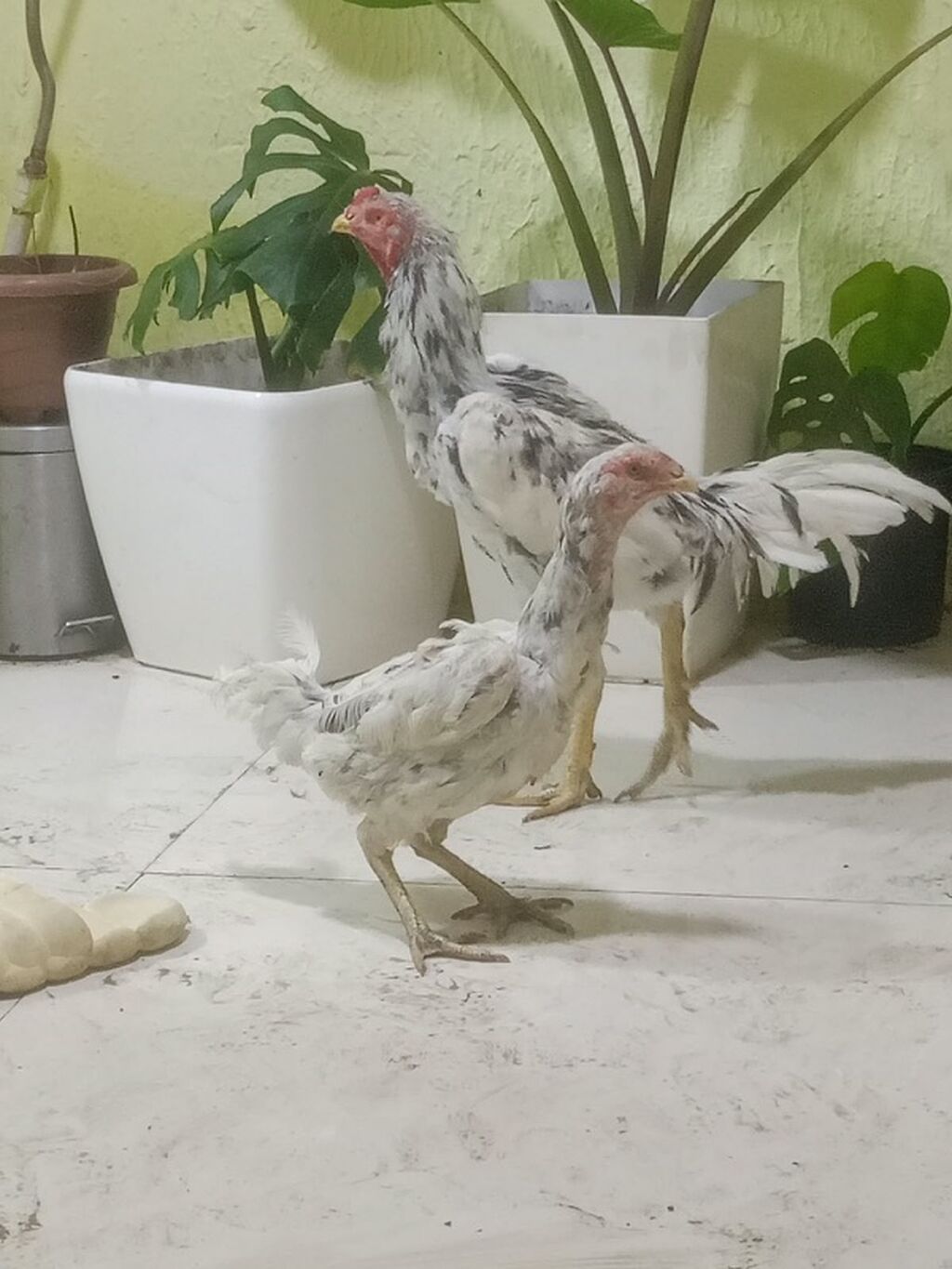 Xoruz, il: <1 — Toyuq və xoruz, Bakı (2)