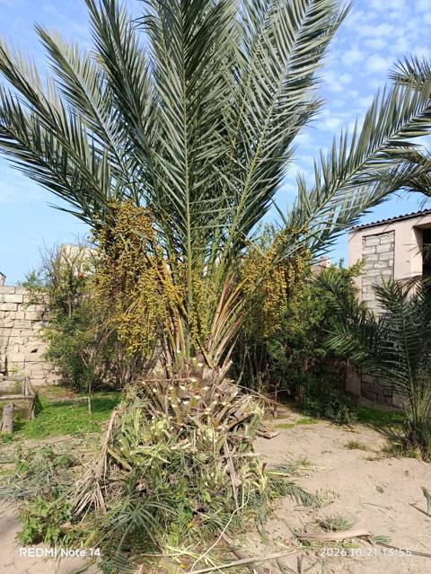 Xurma palmı (Phoenix dactylifera) – həyət və bağ üçün dekorativ və — Bakı