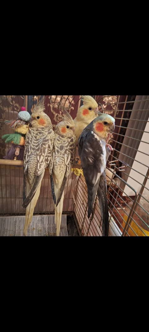Nimfa (cockatiel) papağanları – müxtəlif rənglərdə - Növ: Nimfa — Баку