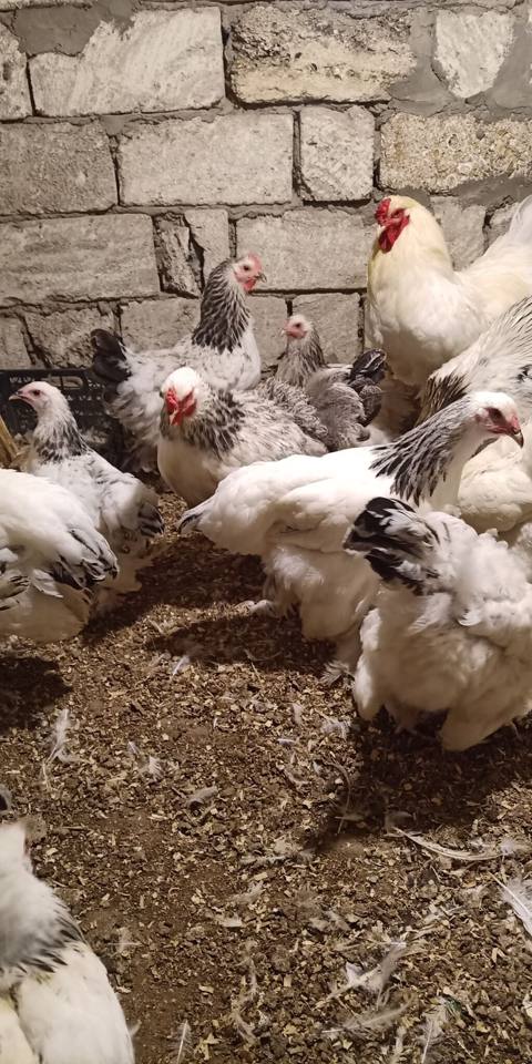 Toyuq, Brama, Damazlıq — 40 ₼ · Baku · Toyuq və xoruz Toyuq, Brama, Damazlıq — Baku