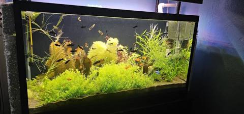 Dördbucaq akvarium, Balıqlarla birlikdə, 200 l — Баку