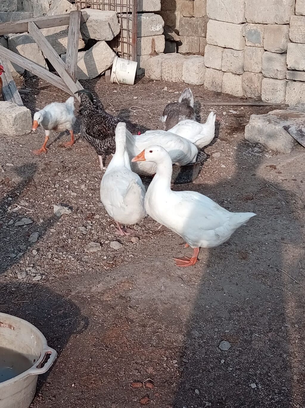 Erkək, Ətlik, Ünvandan götürmə — Digərləri, Bakı (3)