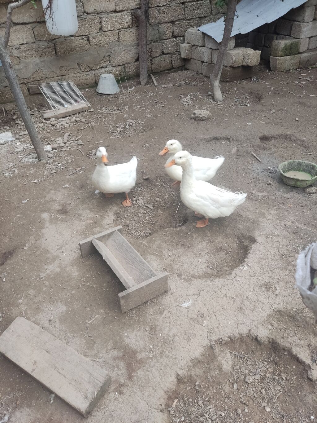 Erkək, Ətlik — Digərləri, Bakı (5)
