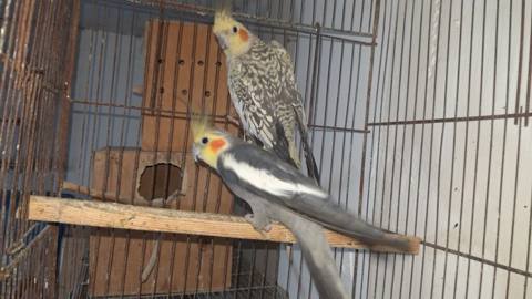 Hazir cutler bala vermiw quwlardi boz renq erkeydi mayasi cil perlova — Баку