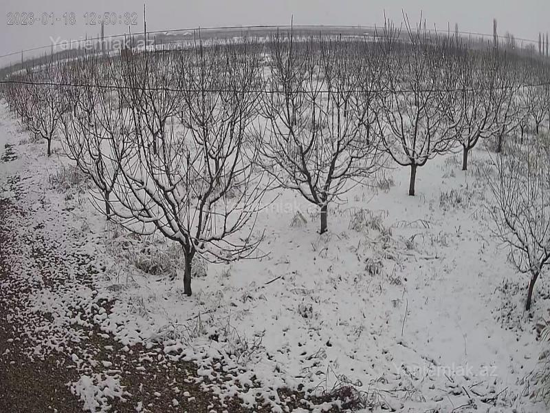 For sale: land, 436 sot — Torpaq, Quba (2)