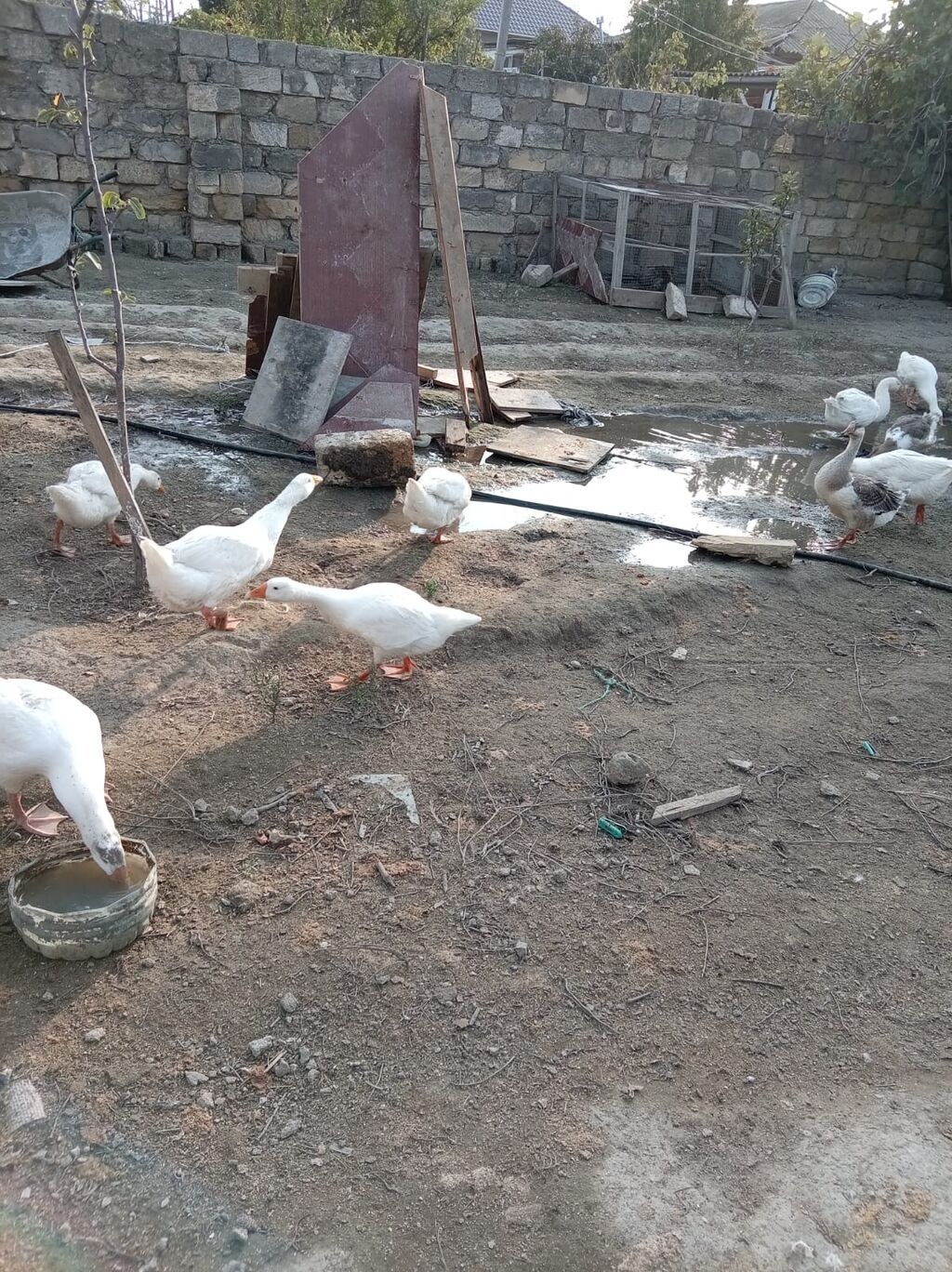 Erkək, Ətlik, Ünvandan götürmə — Digərləri, Bakı (2)