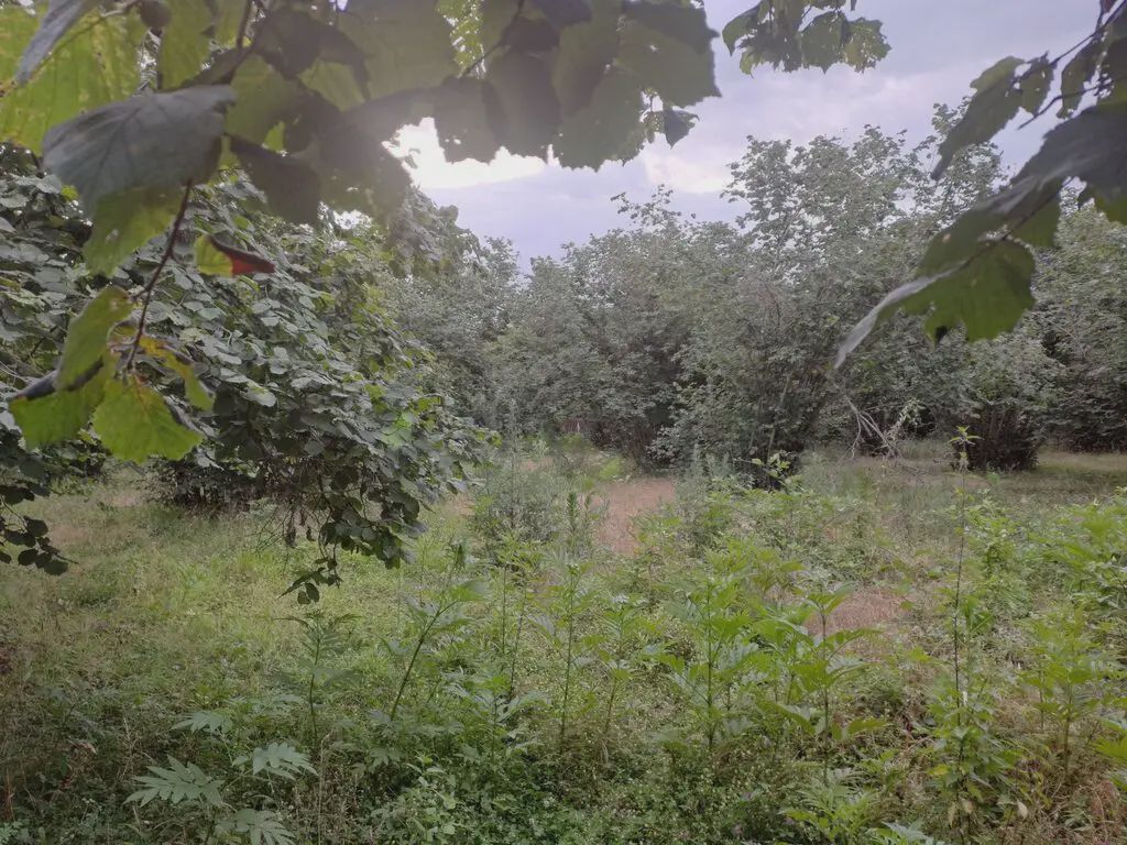 Продаётся участок, 18 сот. — Torpaq, Qəbələ (7)