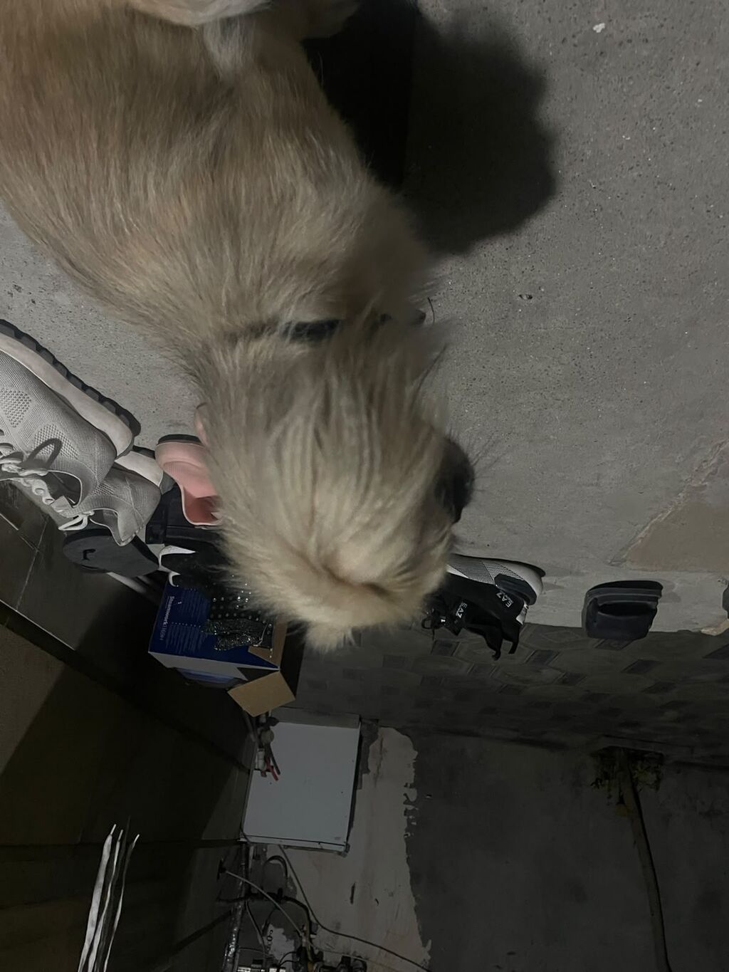 Pekines, 5 ay, Erkək, Ünvandan götürmə, Ödənişli çatdırılma — Köpəklər, Bakı (4)
