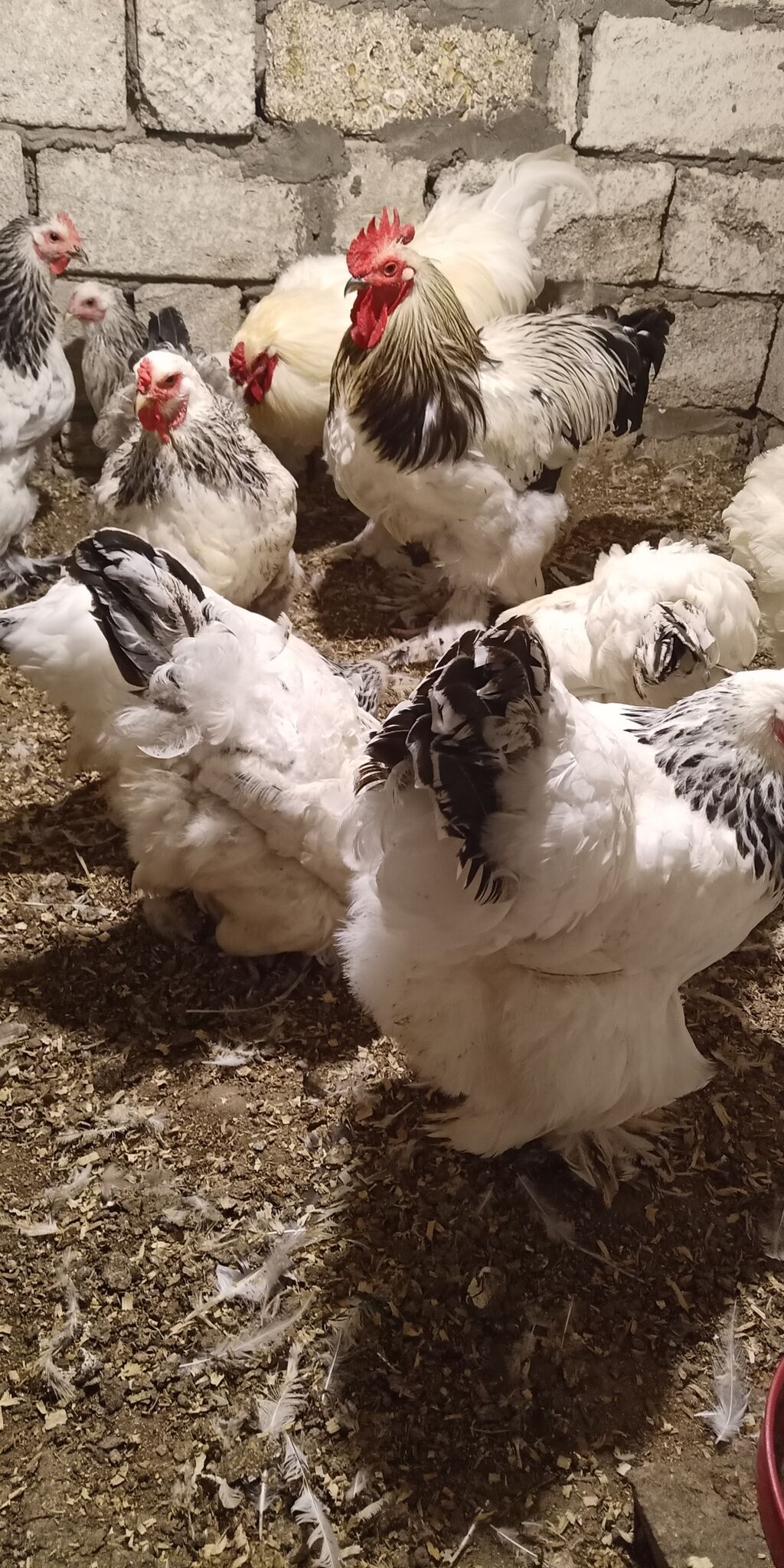 Toyuq, Brama, Damazlıq — Toyuq və xoruz, Bakı (2)