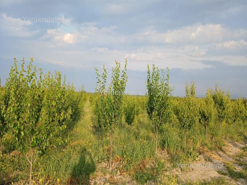 For sale: land, 436 sot — Torpaq, Quba (3)