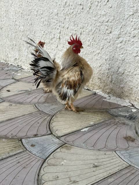 Toyuq, Damazlıq — Guzdak