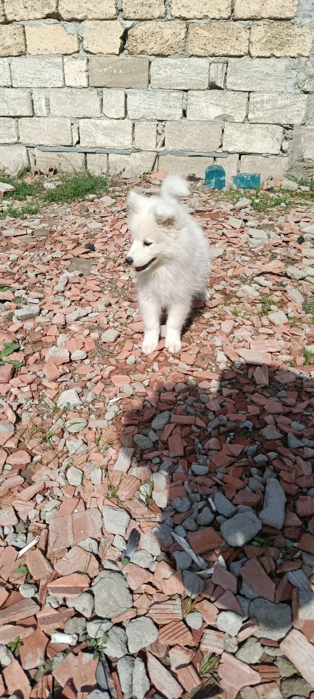 Samoyed — Köpəklər, Masazır