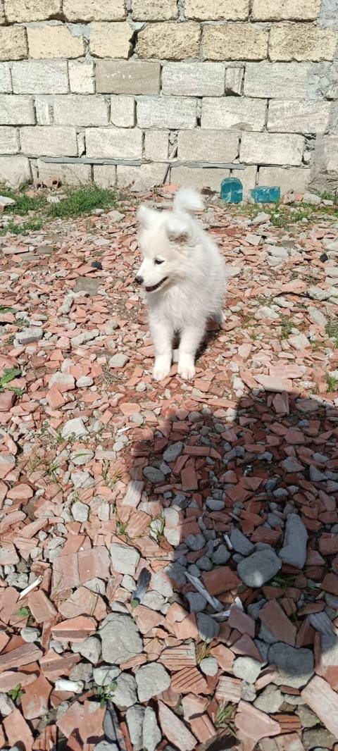 Samoyed — 450 ₼ · Masazır · Köpəklər Samoyed — Masazır