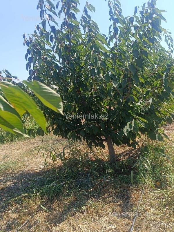For sale: land, 436 sot — Torpaq, Quba (7)