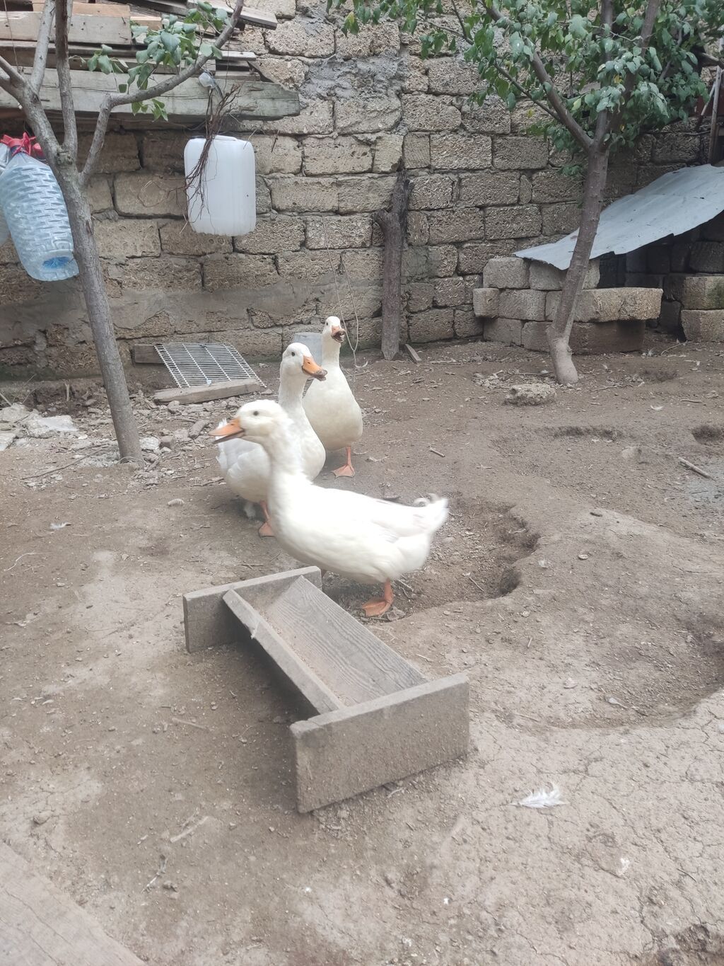 Erkək, Ətlik — Digərləri, Bakı (2)