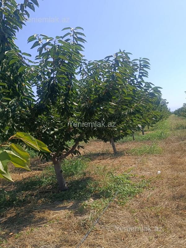 For sale: land, 436 sot — Torpaq, Quba (8)