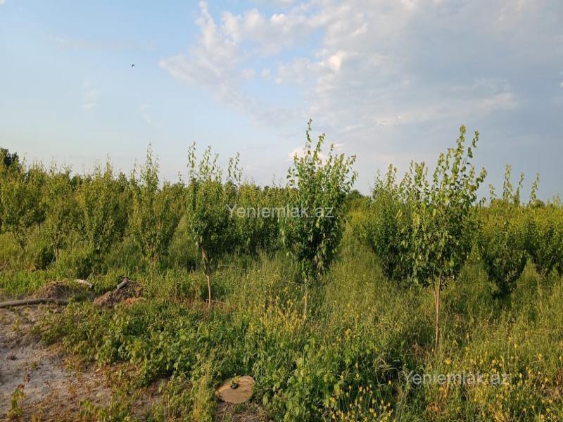 For sale: land, 436 sot — Torpaq, Quba (4)