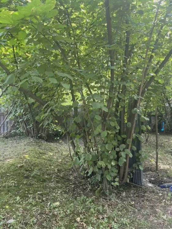 For sale: land, 2.76 sot — Torpaq, Zaqatala (8)