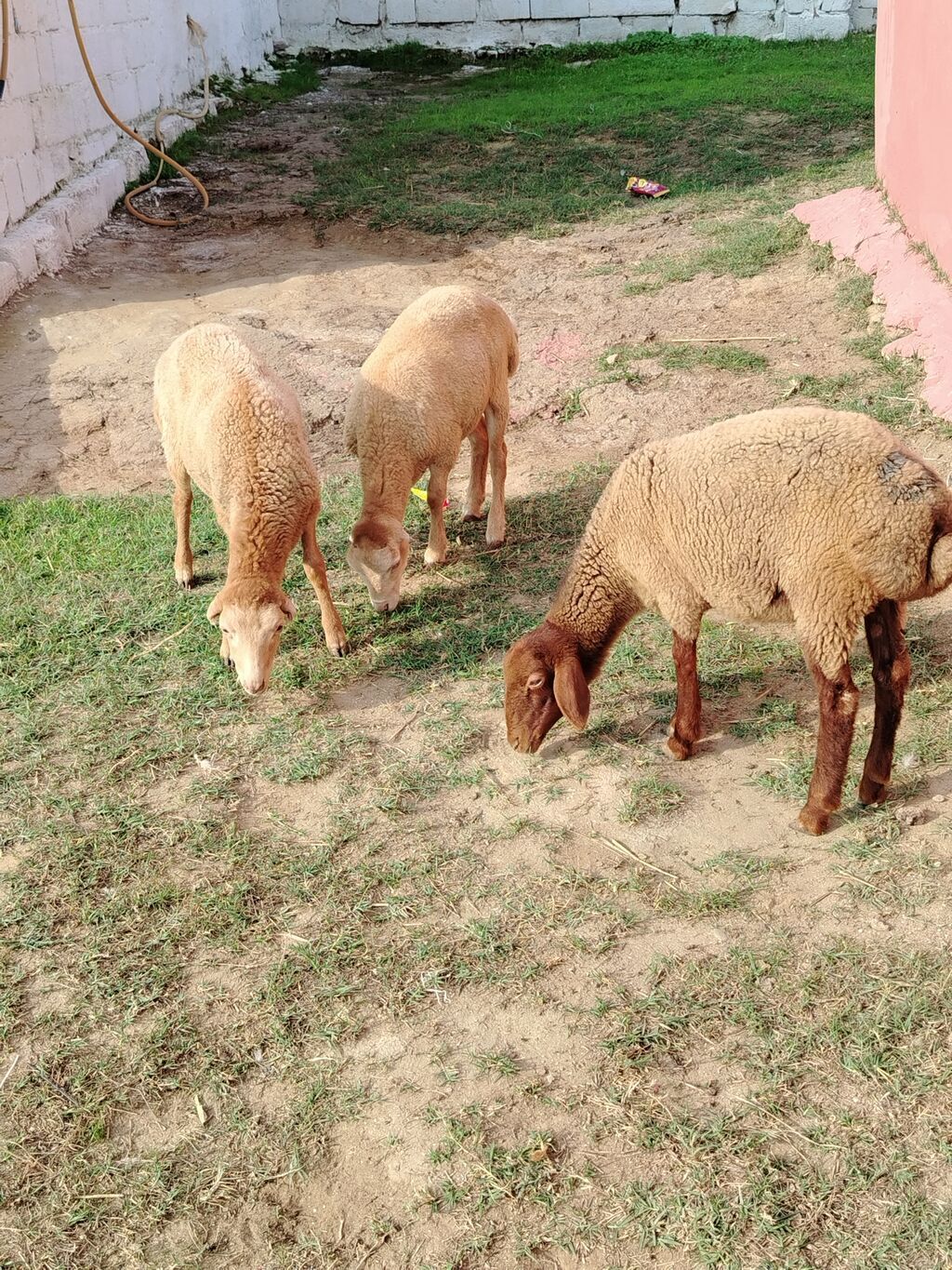 Erkək, il: 1, Ətlik — Kənd təsərrüfatı heyvanları, Güzdək